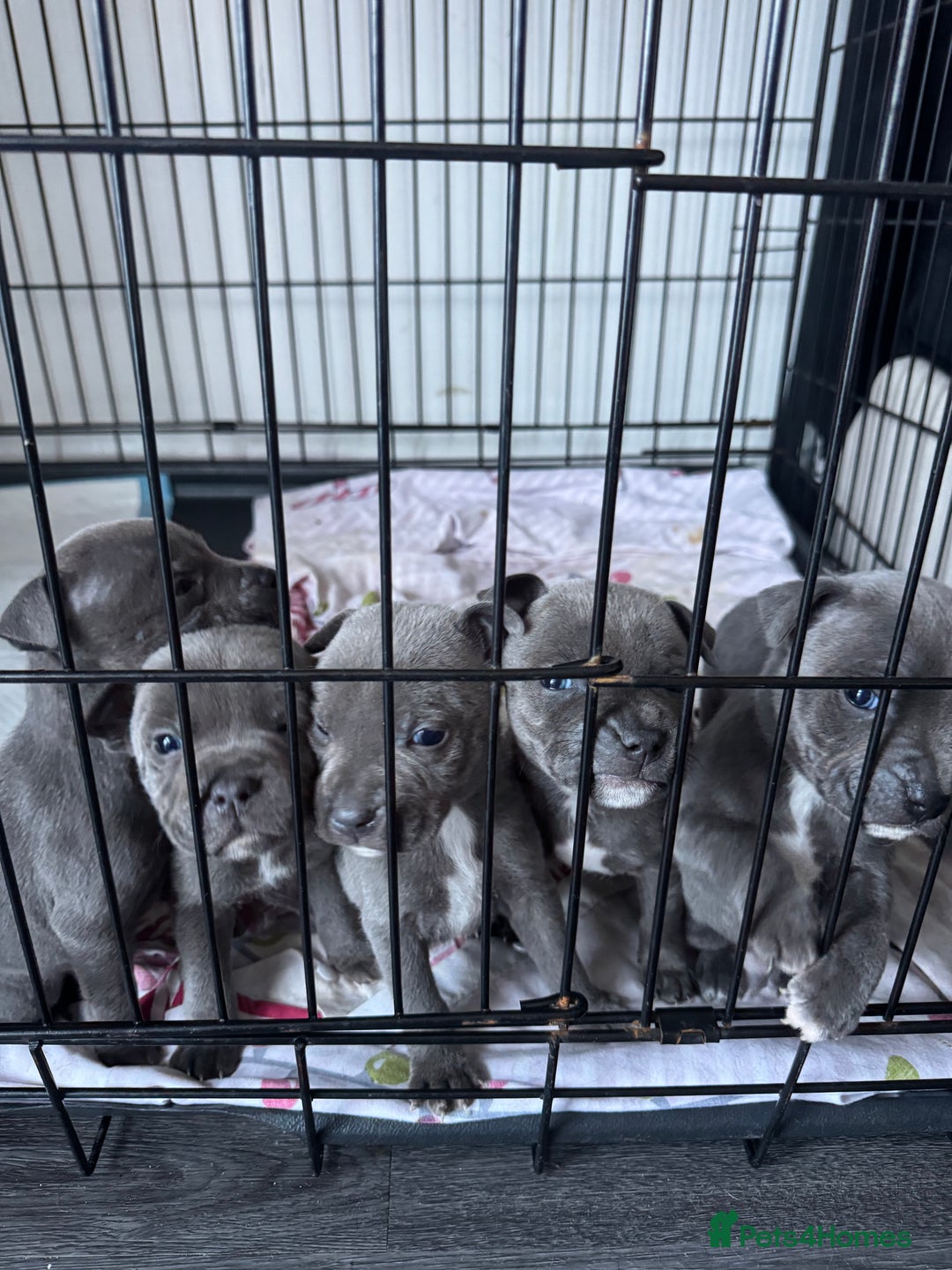 Staffordshire Bull Terrier dogs for sale: Staffy puppys - Advert 4