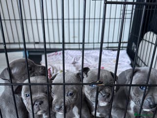 Staffordshire Bull Terrier dogs Staffy puppys - Advert 3