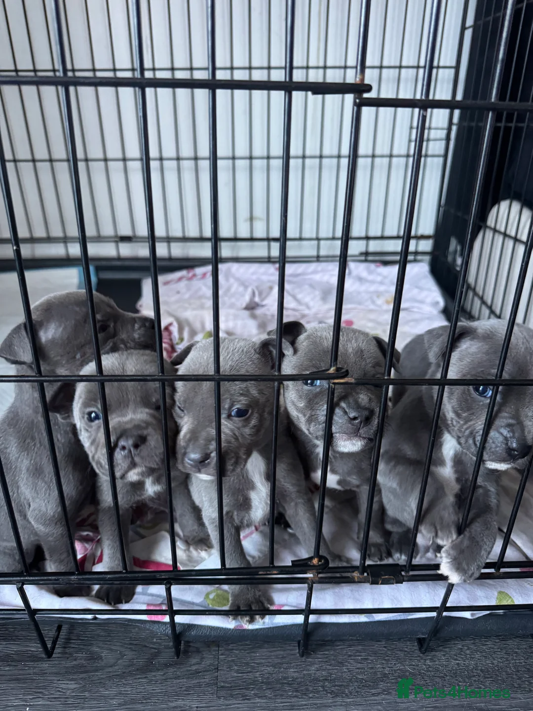 Staffordshire Bull Terrier dogs for sale: Staffy puppys - Advert 1