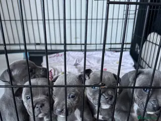 Staffordshire Bull Terrier dogs Staffy puppys - Advert 14