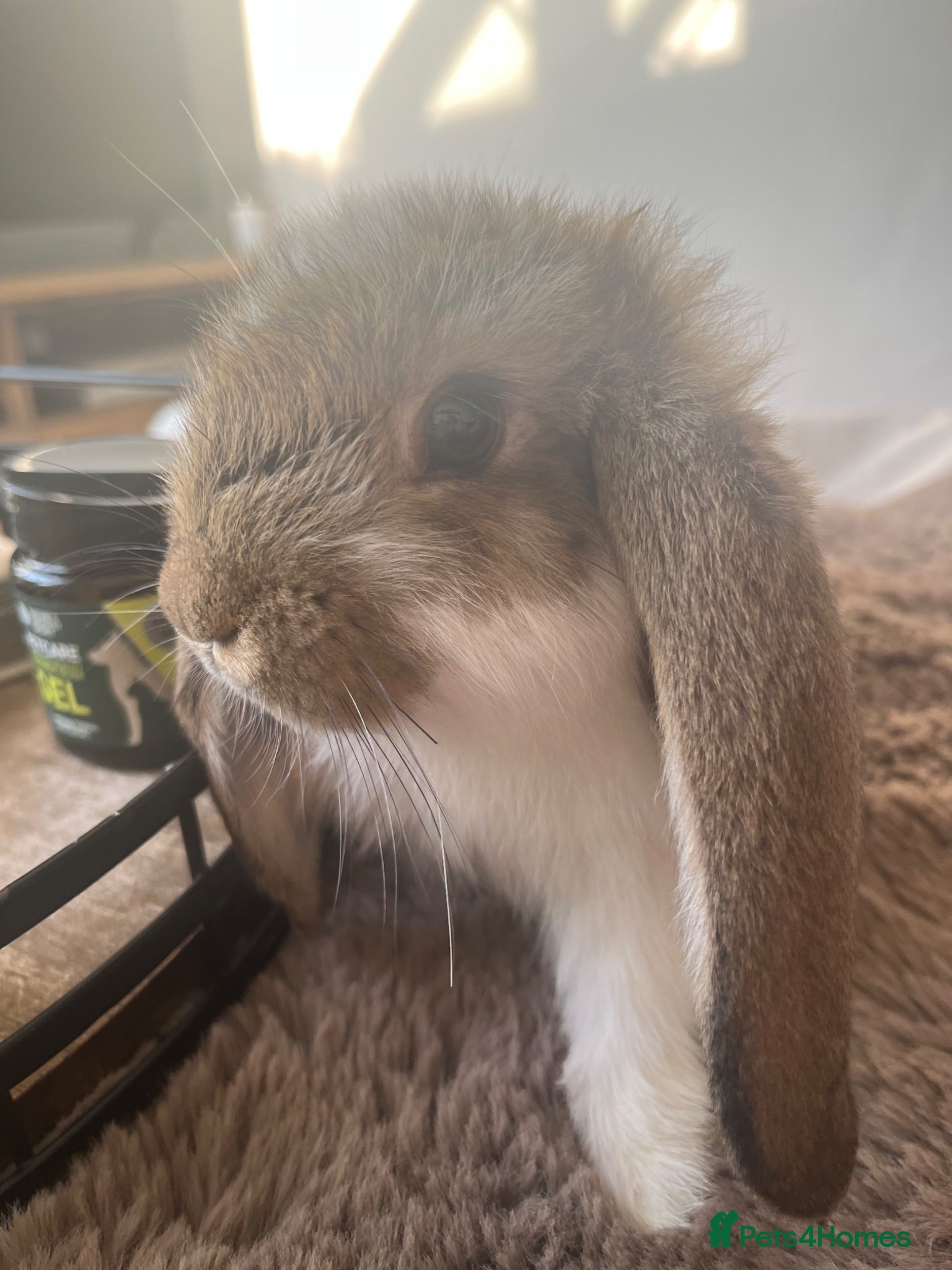 Mini Lop rabbits 🐰 Beautiful Bunny’s 🐰  - Advert 1