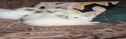 Ragdoll cats for sale: GCCF Registered Gorgeous Kittens  - Advert 21