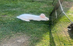 Mixed Breed rabbits for sale: Stunning blue eyed four bunnies ready for new home - Image 7