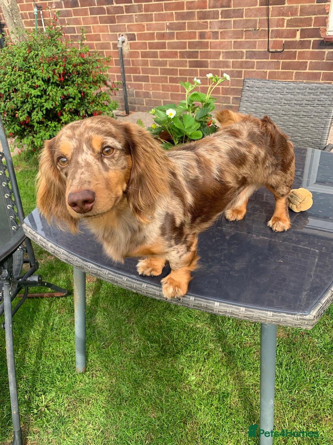 Dachshund dogs for stud: K.C reg. long hair dapple dachshund for STUD - Image 4