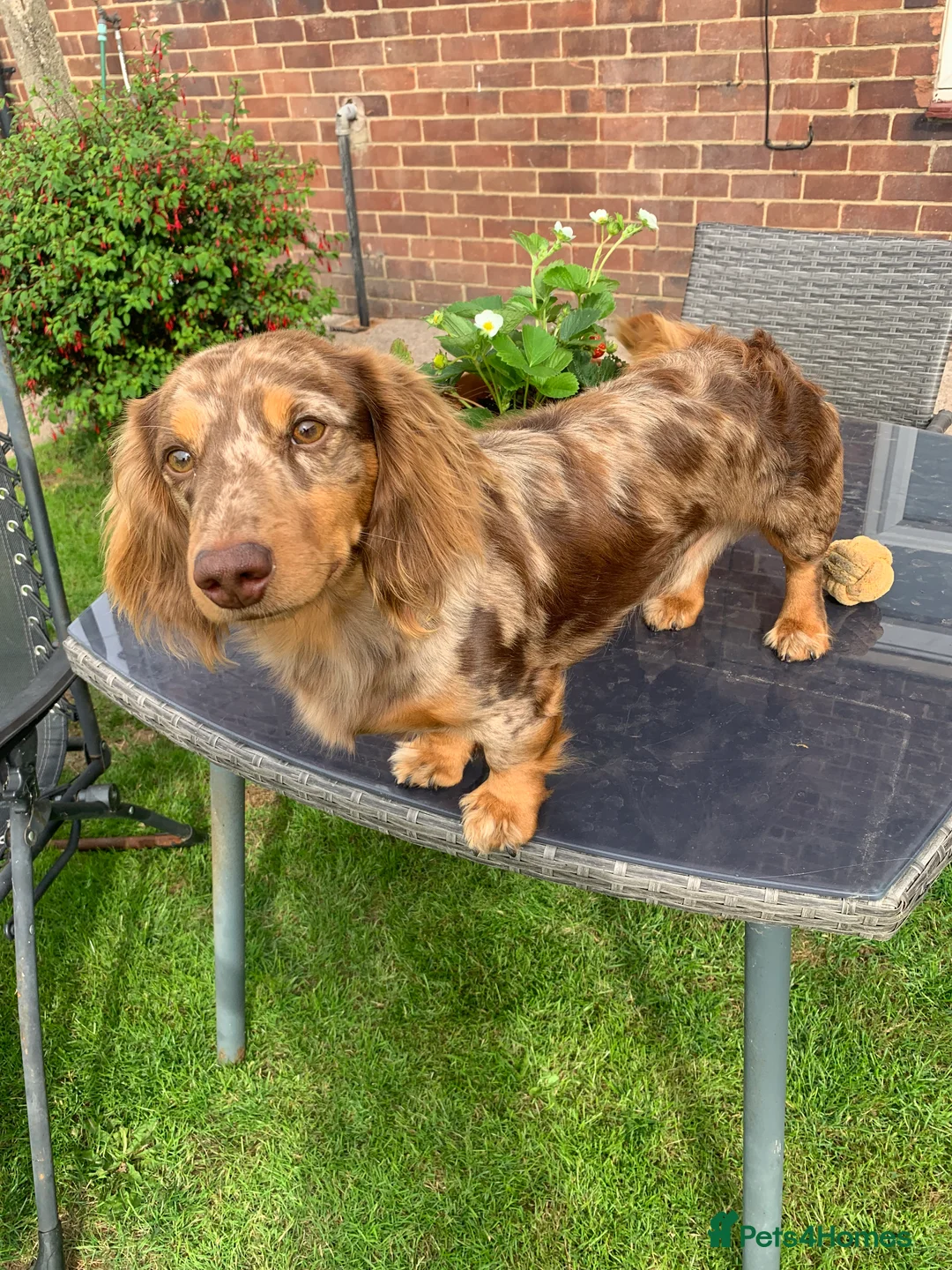 Dachshund dogs for stud: K.C reg. long hair dapple dachshund for STUD - Advert 7
