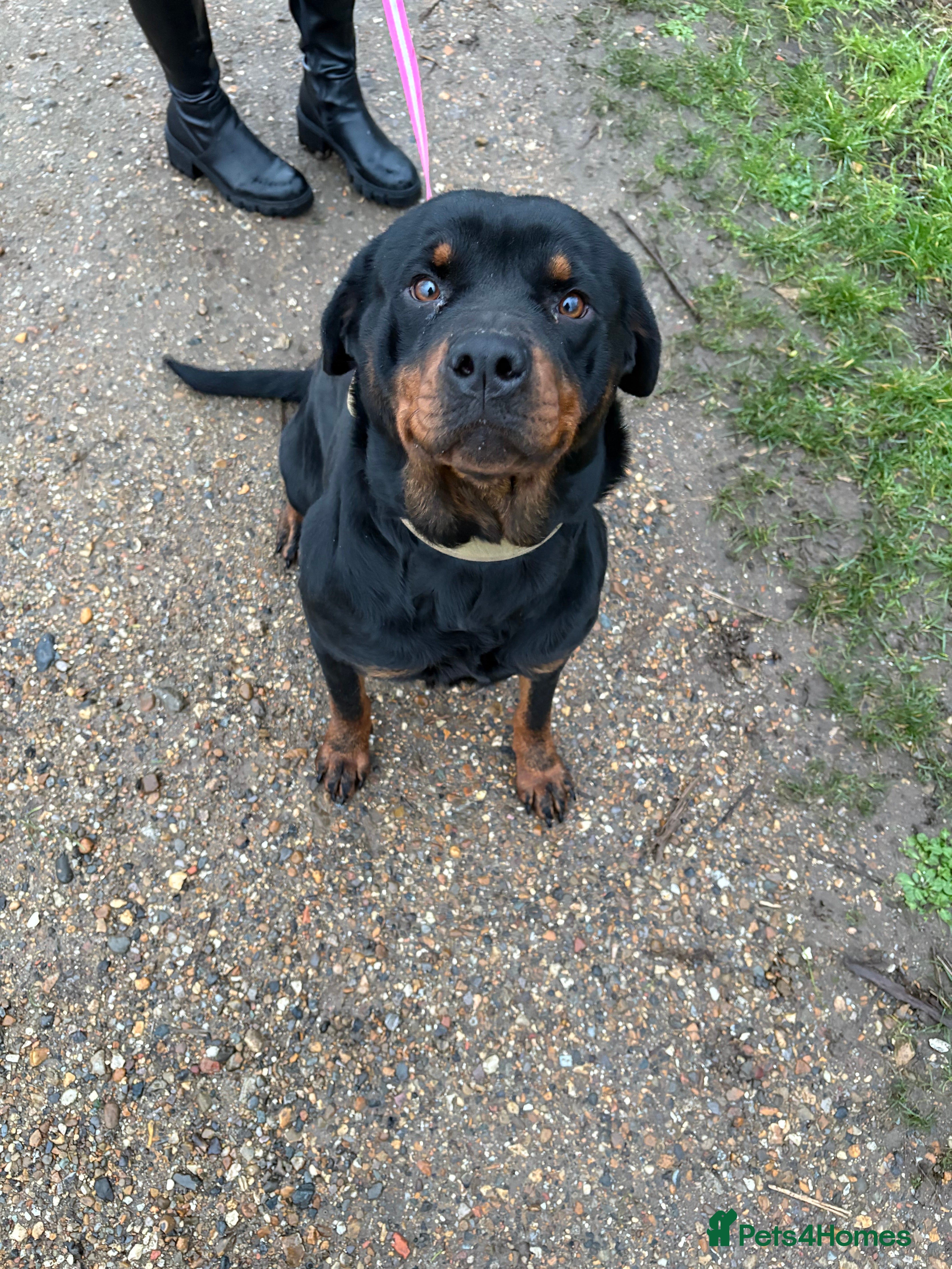 Rottweiler dogs Kc reg Rottweiler female  - Advert 4