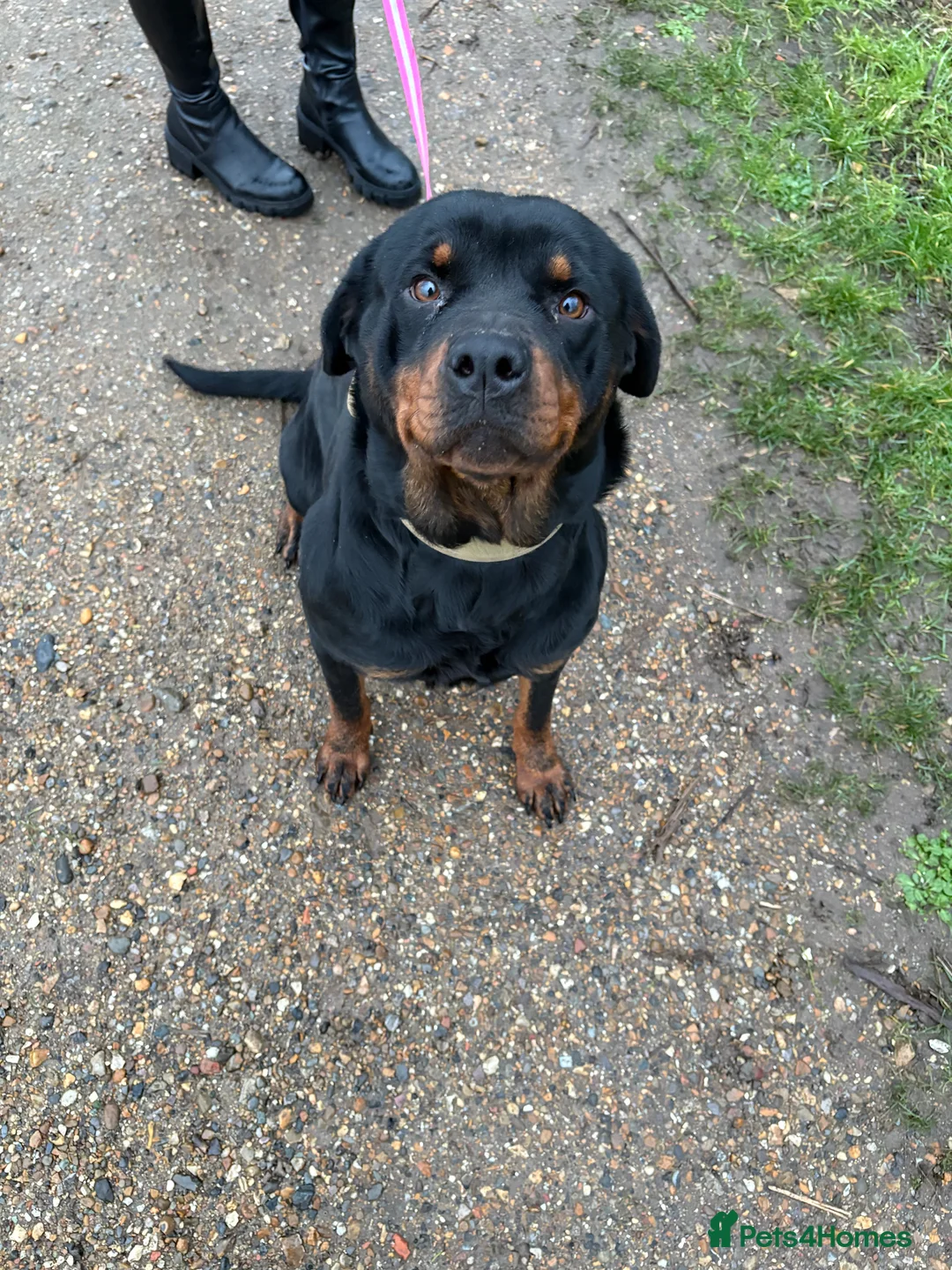 Rottweiler dogs for sale: Kc reg Rottweiler female  - Advert 1