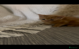 Mixed Breed cats for sale: Beautiful ginger and calico kittens - Image 4