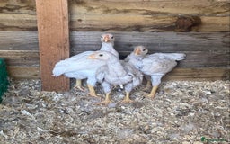 Chickens poultry for sale: Indian / Cornish game birds  - Image 1
