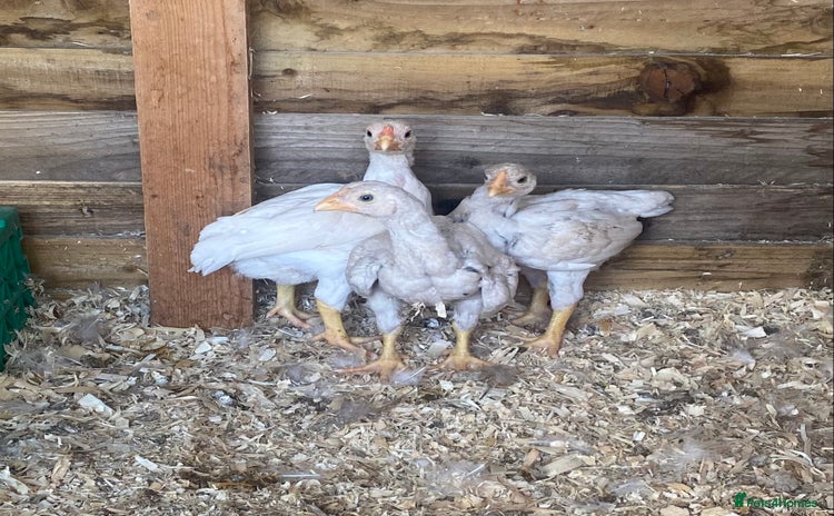 Chickens poultry - Advert 1