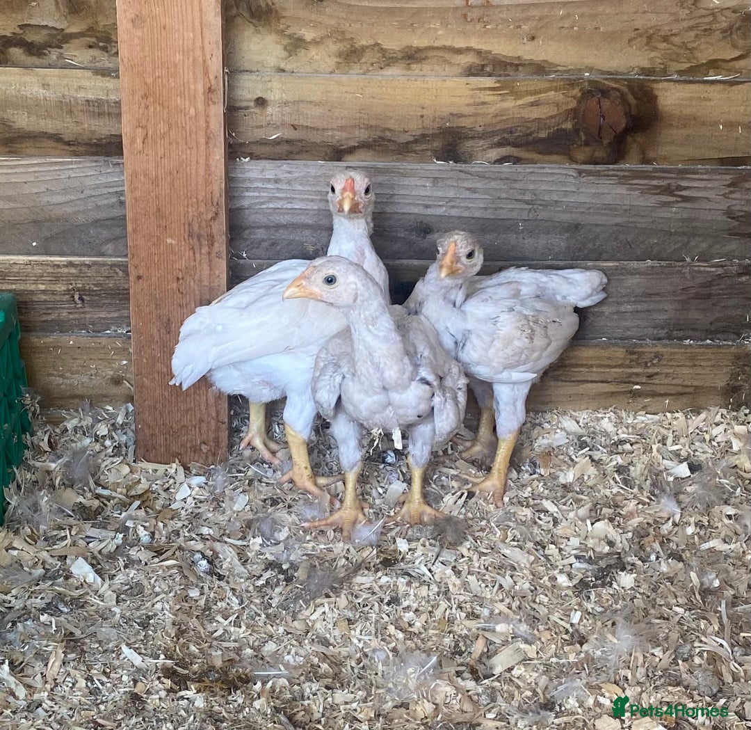 Chickens poultry for sale: Indian / Cornish game birds  - Image 1