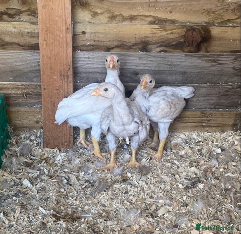 Chickens poultry - Advert 1