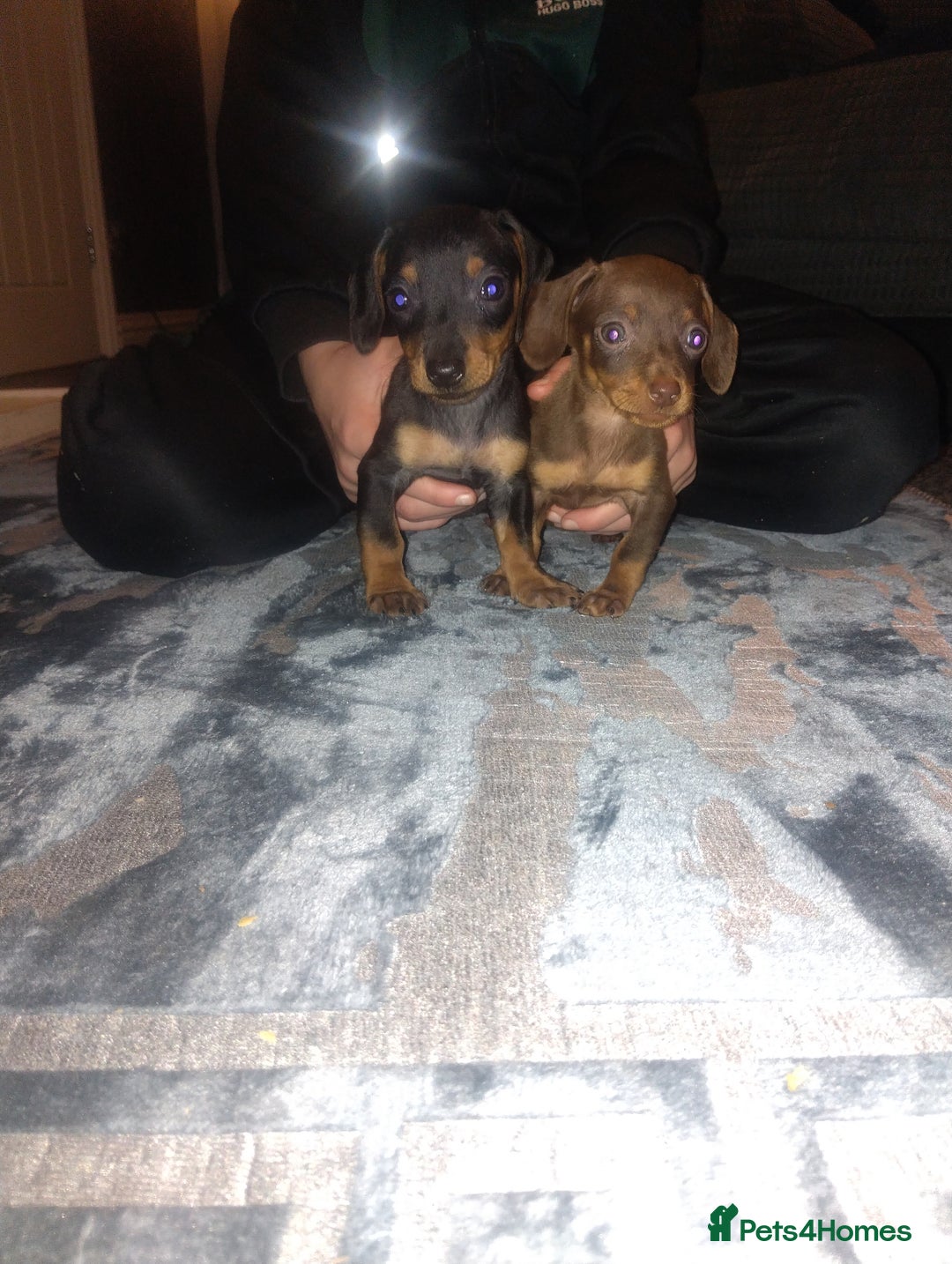 Miniature Dachshund dogs for sale: Miniature dachshund puppies - Advert 4