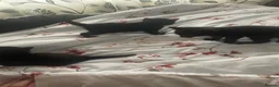 Domestic Shorthair cats for sale: 4 beautiful male kittens.  - Advert 6