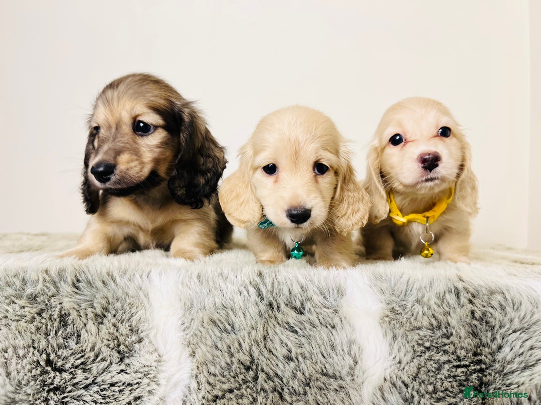 Miniature Dachshund dogs for sale: Cream Long Haired - Ready now! Boys and Girls  - Image 10