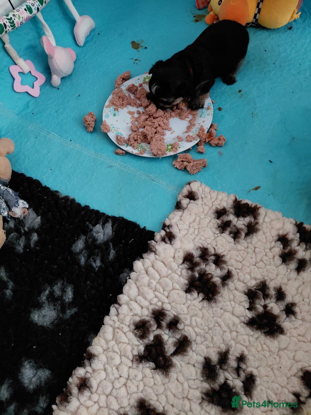 Morkie dogs for sale: Stunning F1 Morkie Puppies - Image 16