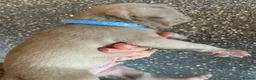Pug dogs for sale: Unique pug puppies in Swanley - Advert 21