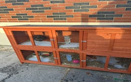 Mixed Breed rabbits for sale: Gorgeous rabbit with hutch  - Image 2