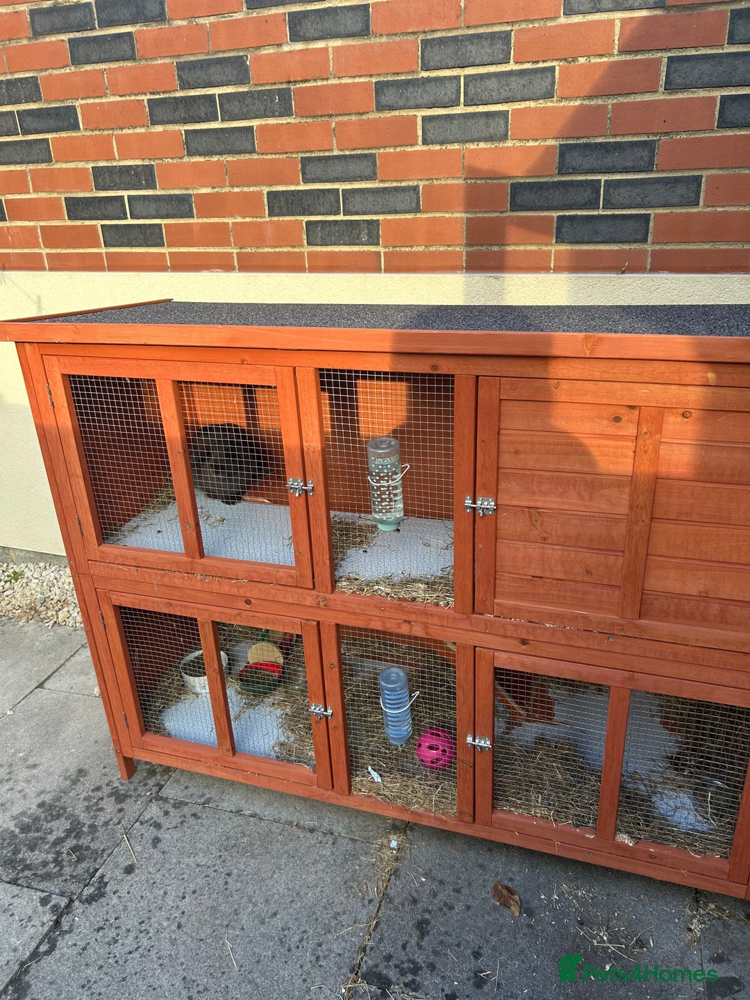 Mixed Breed rabbits for sale: Gorgeous rabbit with hutch  - Image 2