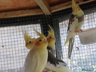 Cockatiels birds for sale - Advert 1