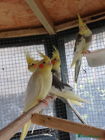 Cockatiels birds - Advert 1