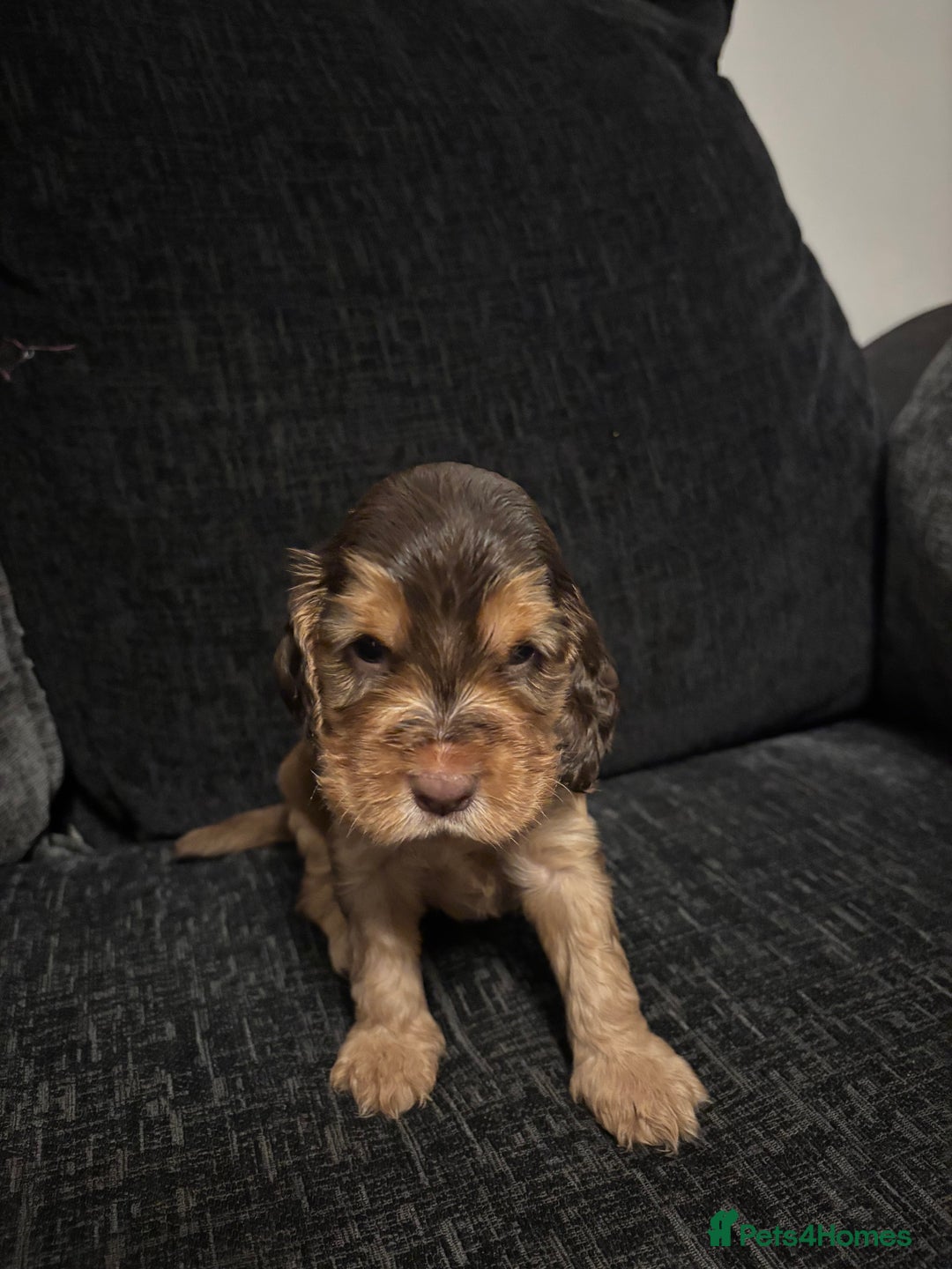 Cocker Spaniel dogs for sale: ✨ Show Cocker Spaniel pups ✨ - Image 19