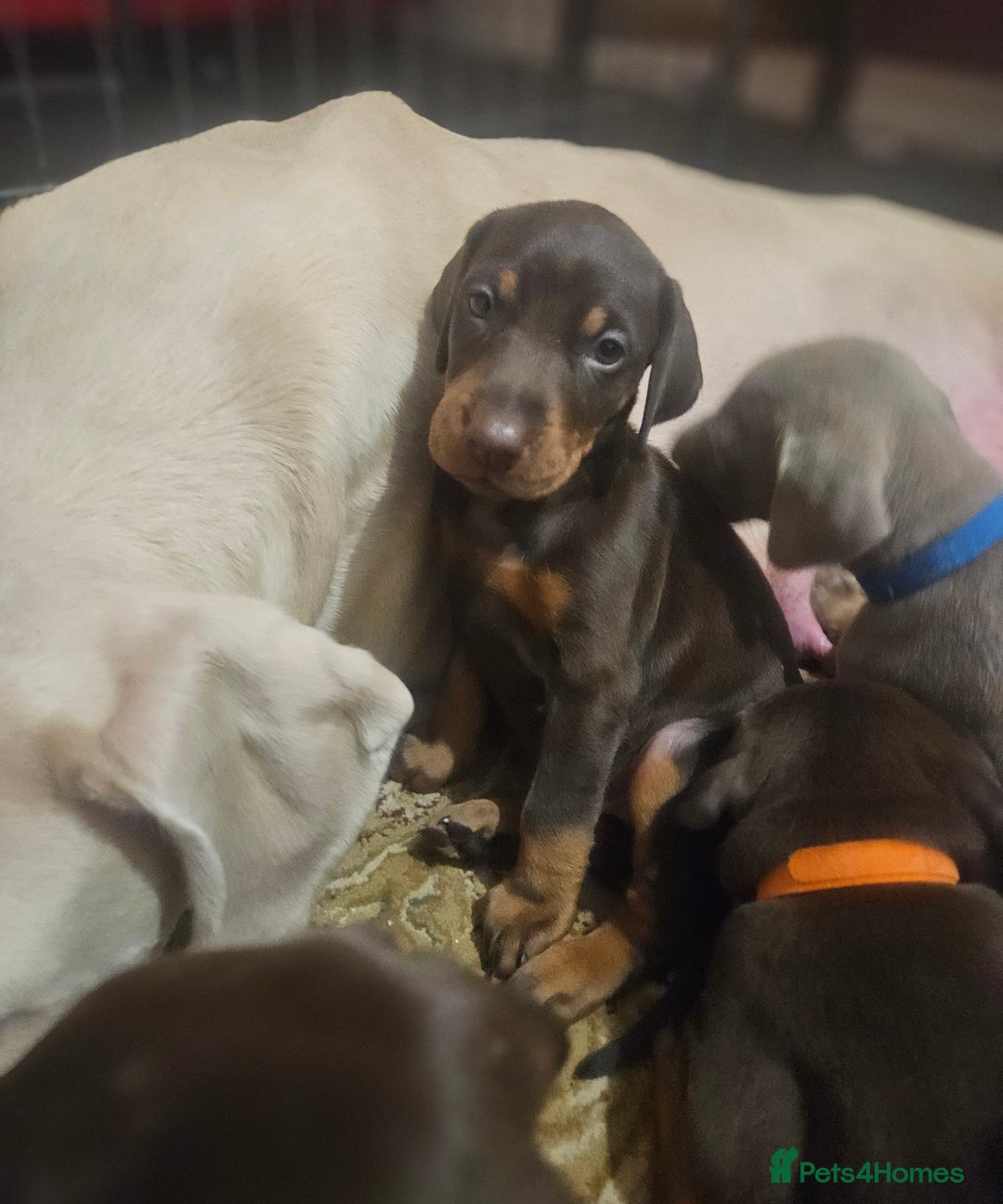 Dobermann dogs for sale: Stunning Female Ready for Lifelong Home  - Advert 22