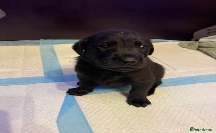 Labrador Retriever dogs - Advert 4
