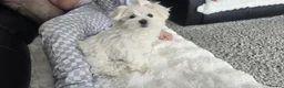 Maltese dogs for sale: Beautiful miniature female - Advert 7