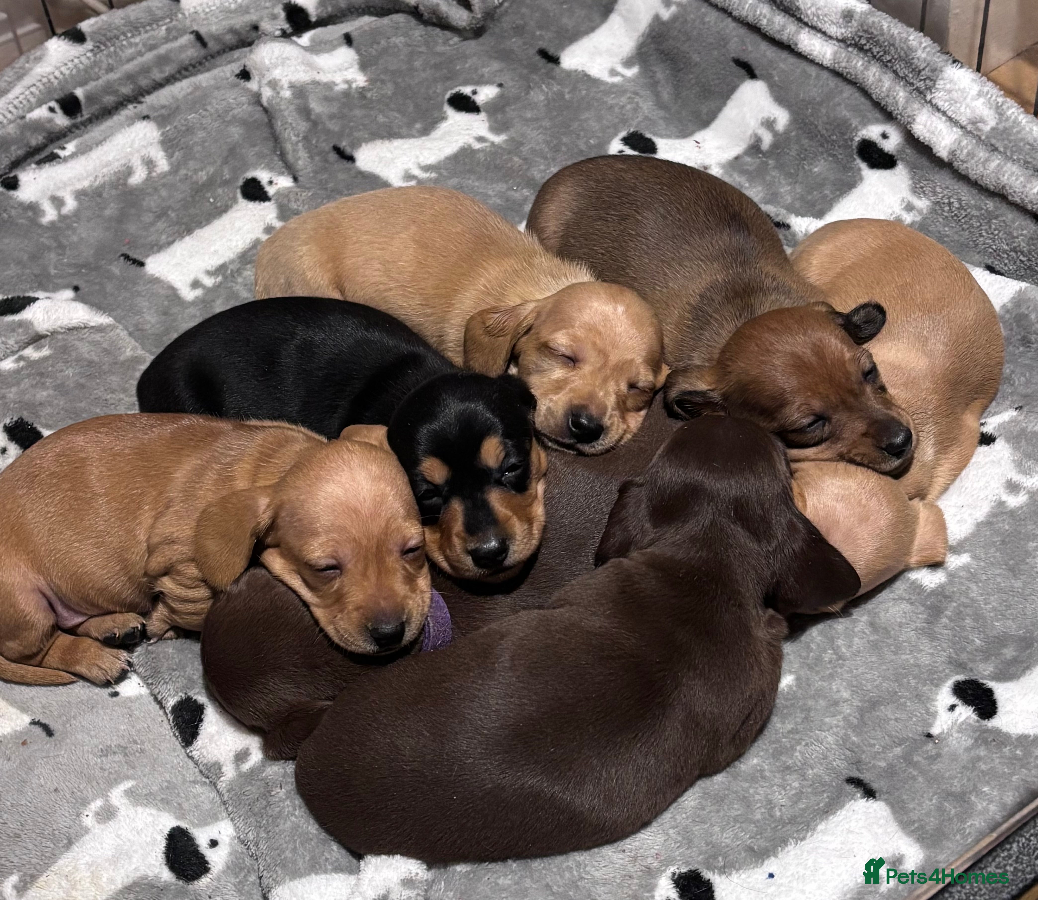 Miniature Dachshund dogs KC Registered Miniature Dachshund puppies  - Advert 14
