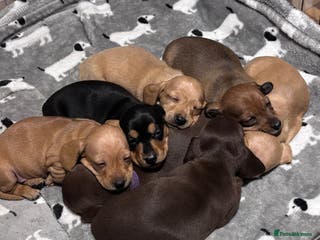 Miniature Dachshund dogs KC Registered Miniature Dachshund puppies - Advert 14