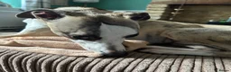 Whippet dogs for stud: Star faced Brindle available for Stud  - Advert 13