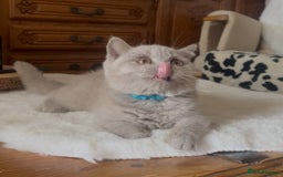British Shorthair cats for sale: Two Beautiful BSH girls Champion line  - Image 10