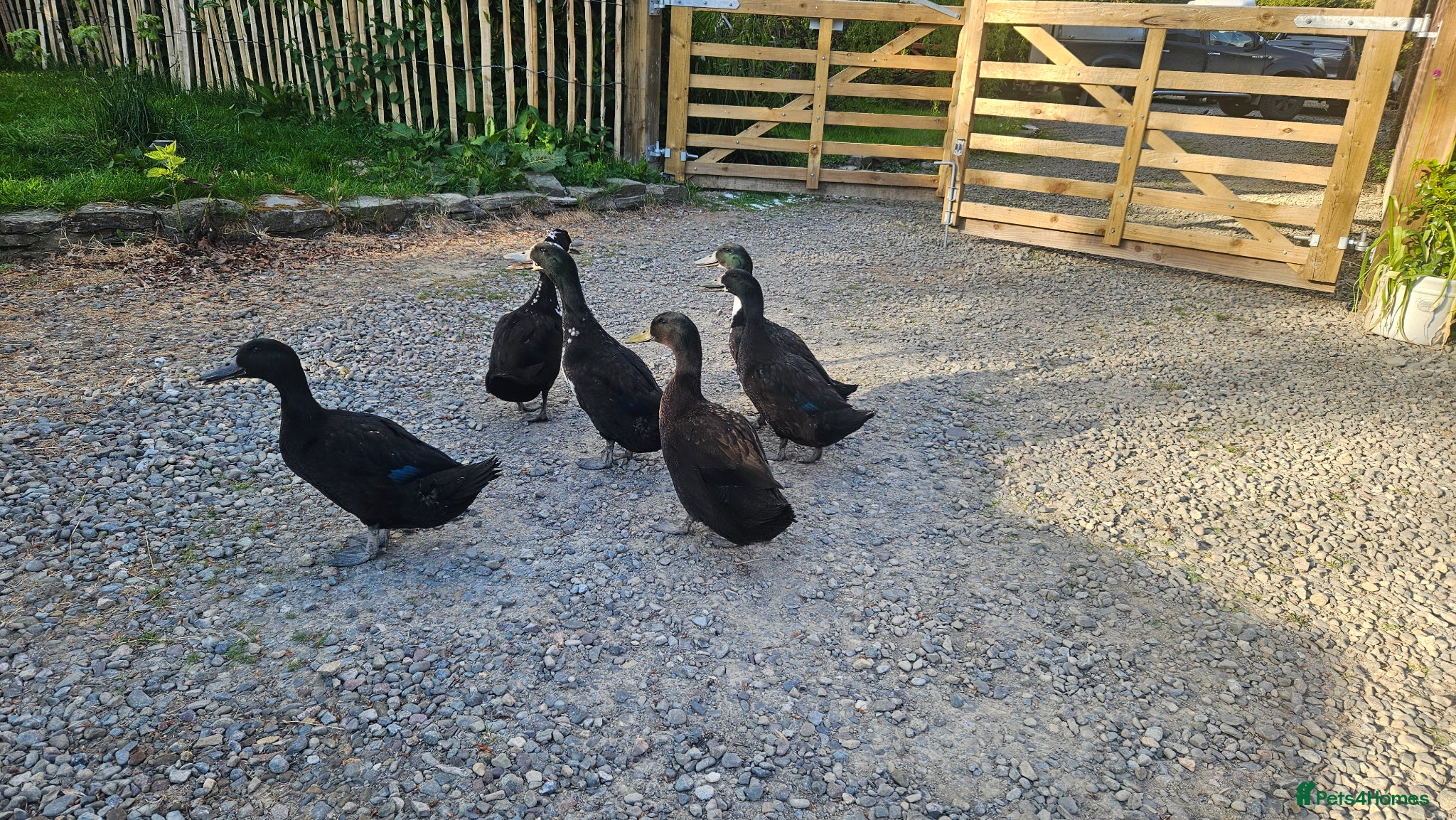 Ducks poultry Runner x ducks  - Advert 1