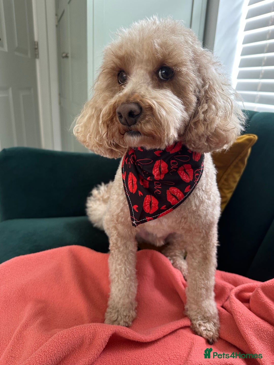 Toy Poodle dogs for sale: 🐾loving home needed for our sweet Toy Poodle🐾 - Image 1