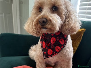 Toy Poodle dogs - Advert 33