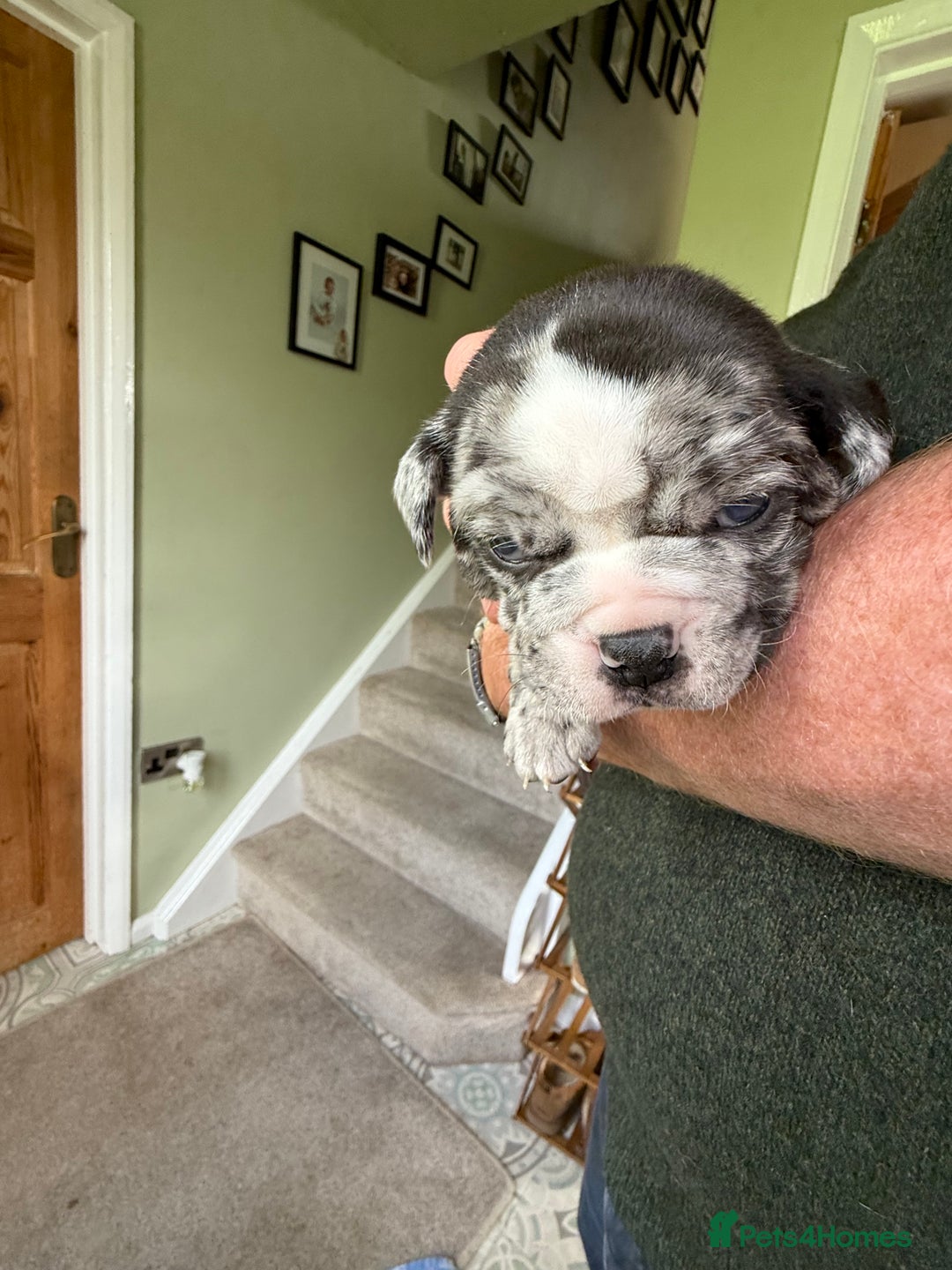 Mixed Breed dogs for sale: Cute Olde English Bulldog & Pug/Frenchie 4 sale - Image 15