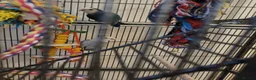 Lovebirds birds for sale: A male and female lovebirds  - Advert 5