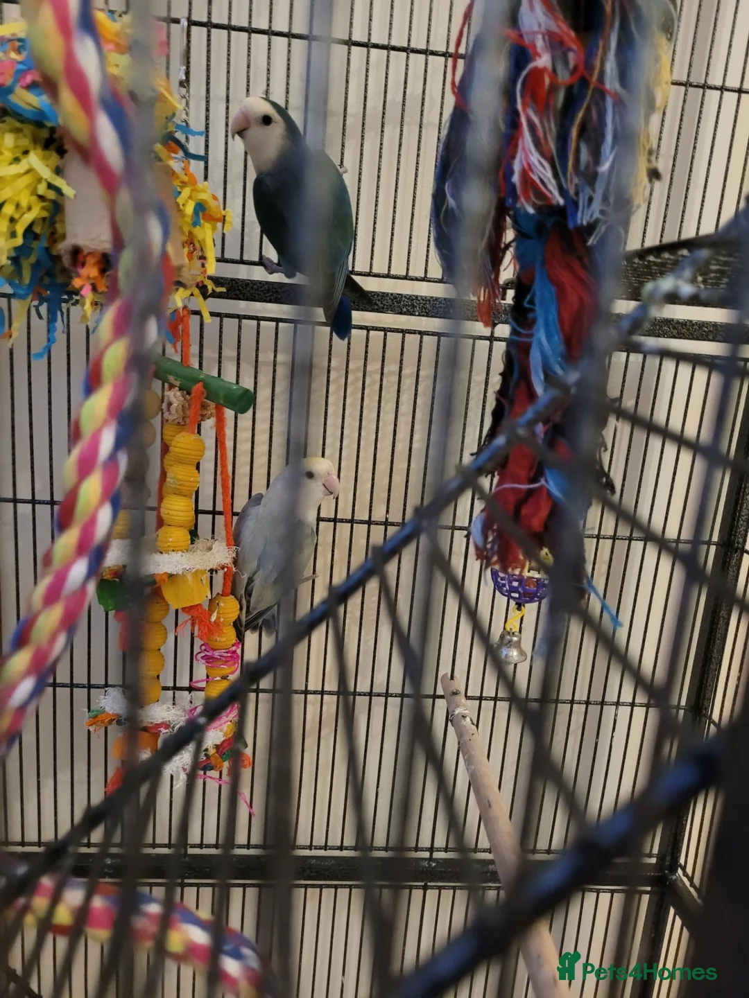 Lovebirds birds for sale: A male and female lovebirds  - Advert 5