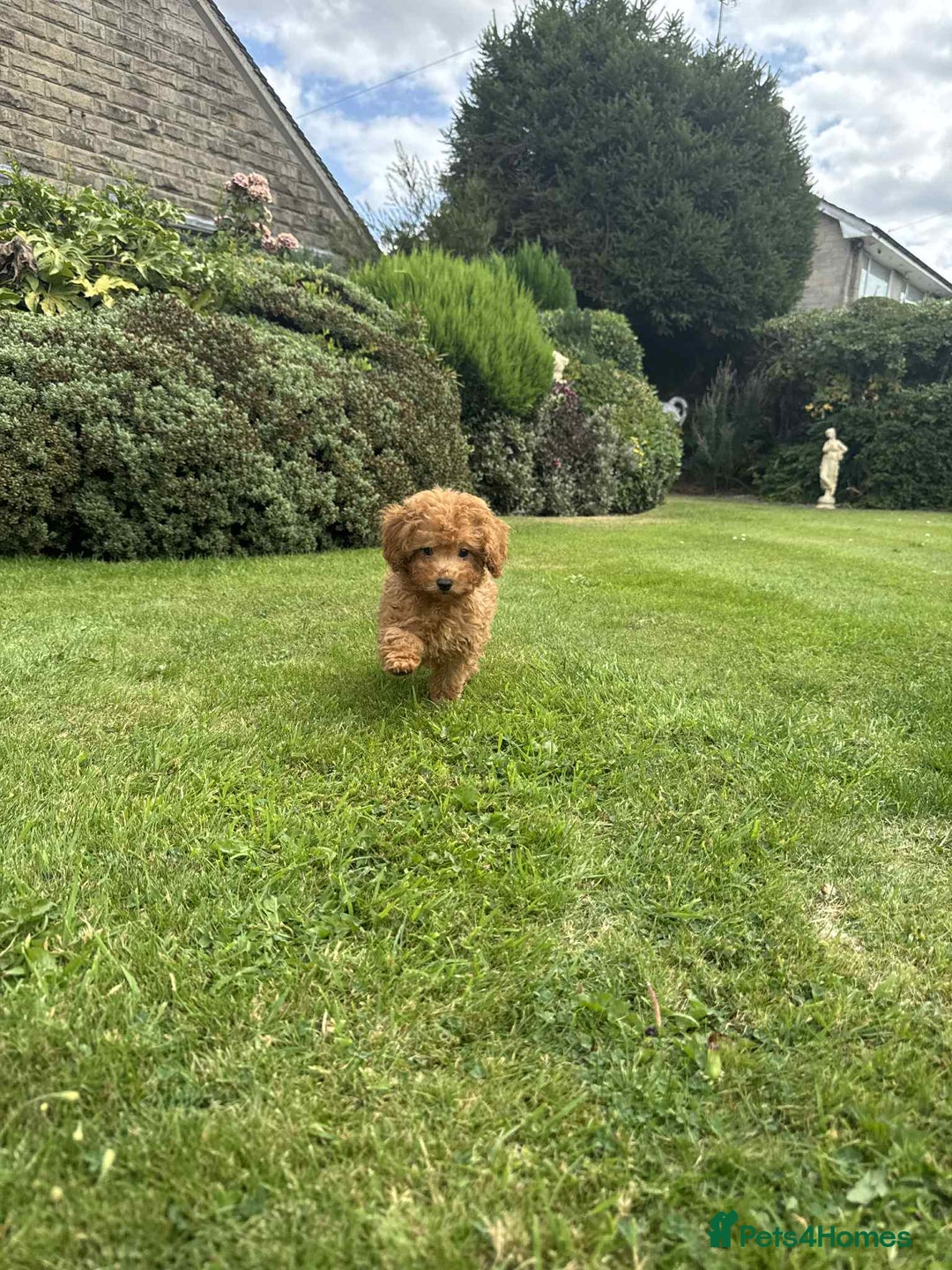 Toy Poodle dogs for sale: Toy poodle puppies looking for their forever home  - Image 5