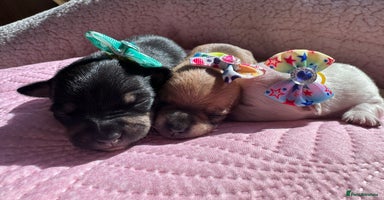 Chihuahua dogs - Advert 12