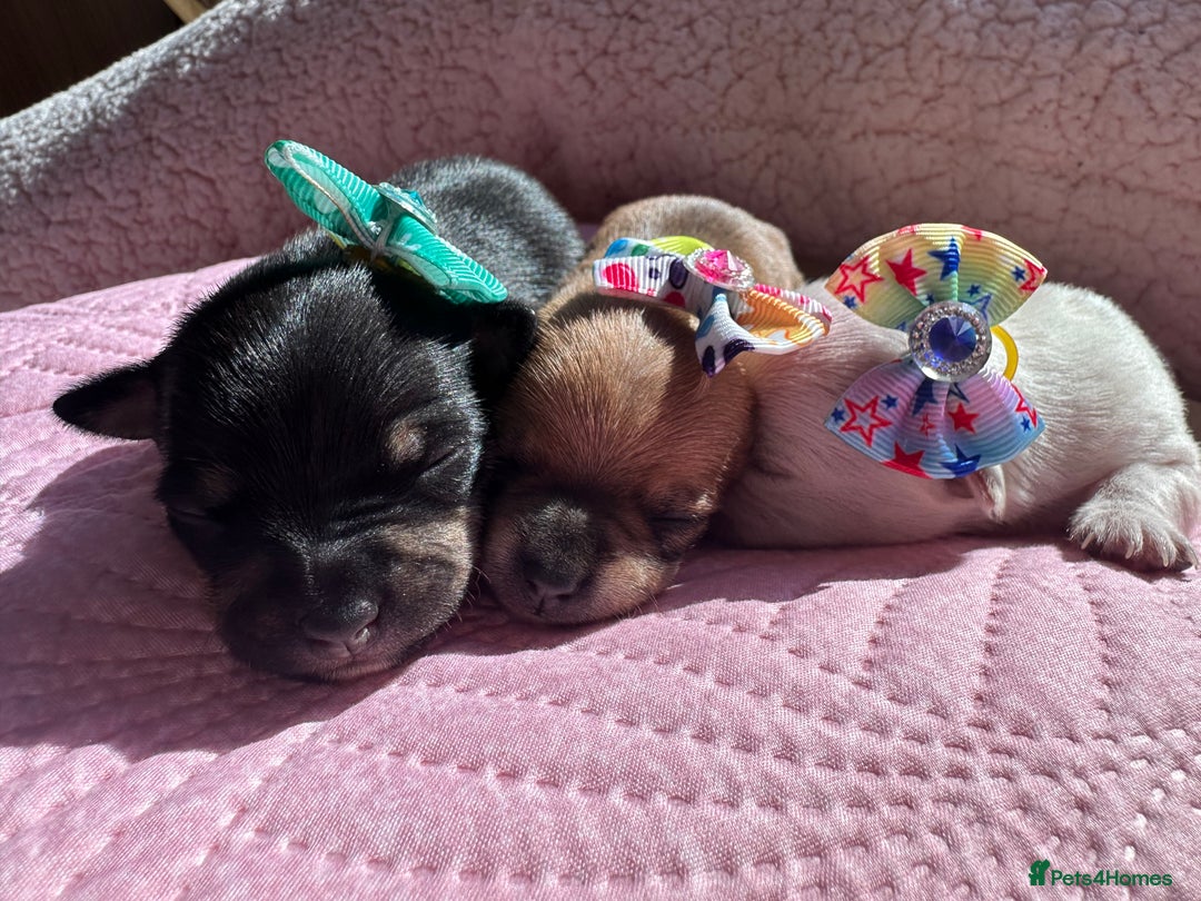 Chihuahua dogs for sale: Chihuahua pups  - Image 2