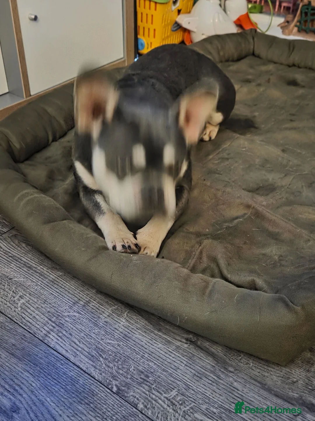 French Bulldog dogs for sale: French bulldog - Advert 3