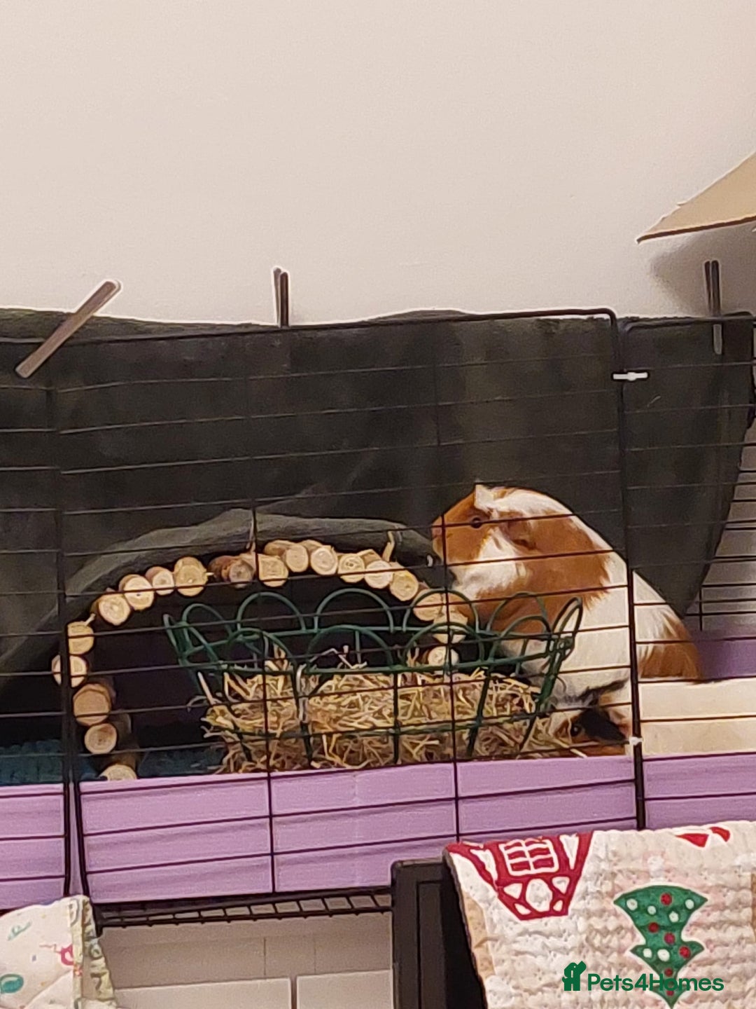 Guinea Pig rodents for sale: 4 Female guinea pigs for rehoming - Advert 2