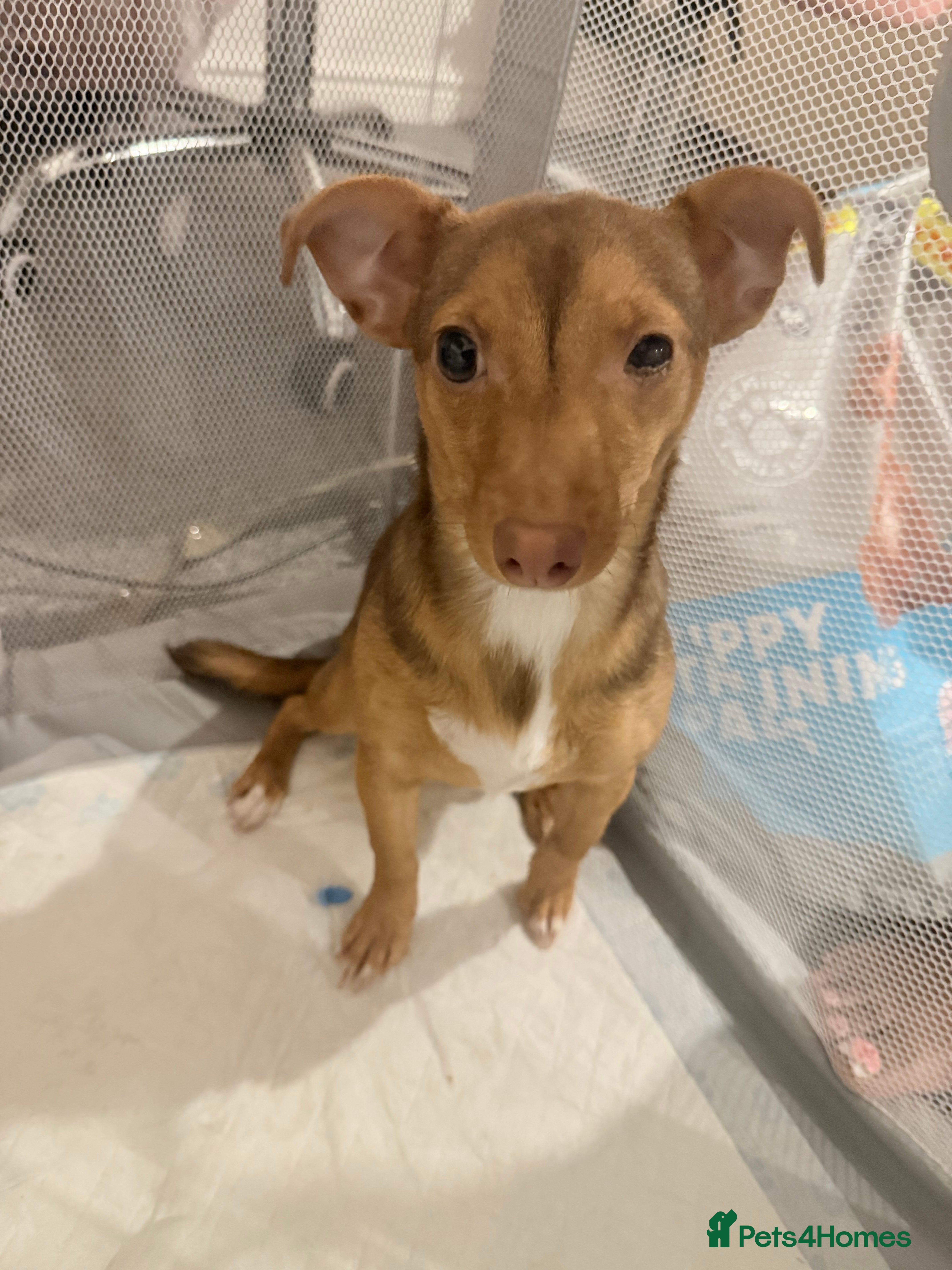 Mixed Breed dogs Min pin x jack russel puppy in London - Advert 2