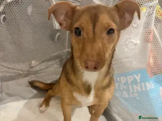 Mixed Breed dogs Min pin x jack russel puppy in London - Advert 2