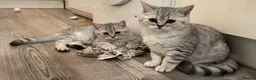 British Shorthair cats for sale: Super cuddly - Advert 5