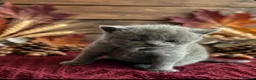 British Shorthair cats for sale: Blue British Shorthairs  - Advert 4