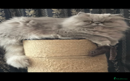 Persian cats for sale: 2 ULTRA AFFECTIONATE COLOURPOINT PERSIAN KITTENS  - Image 15