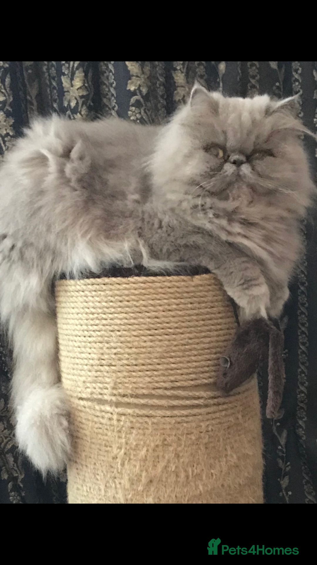 Persian cats for sale: 2 ULTRA AFFECTIONATE COLOURPOINT PERSIAN KITTENS  - Image 15
